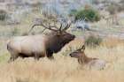 Bull elk patrolling Art Print